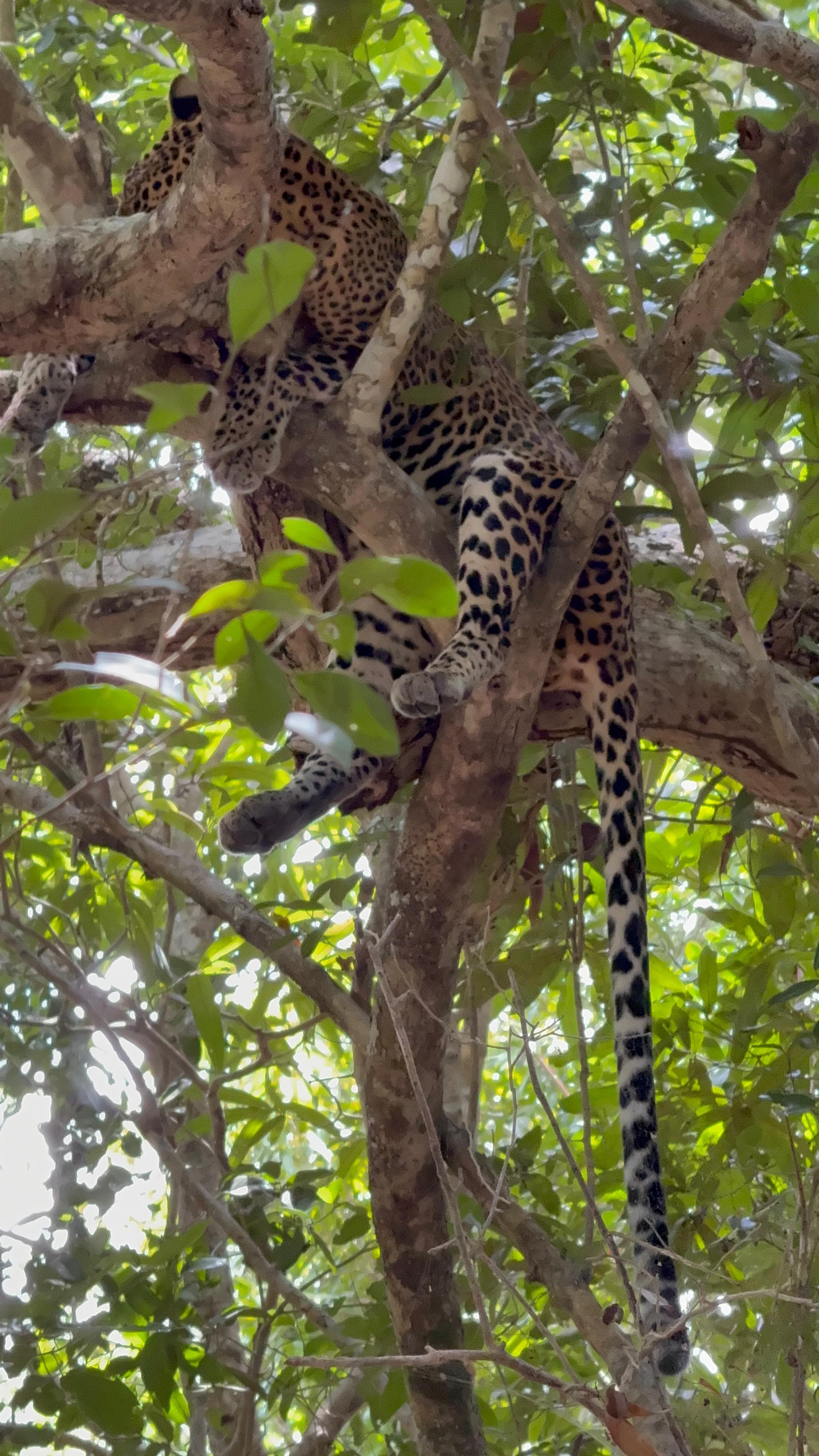 Leopard resting on a tree branch in Wilpattu National Park