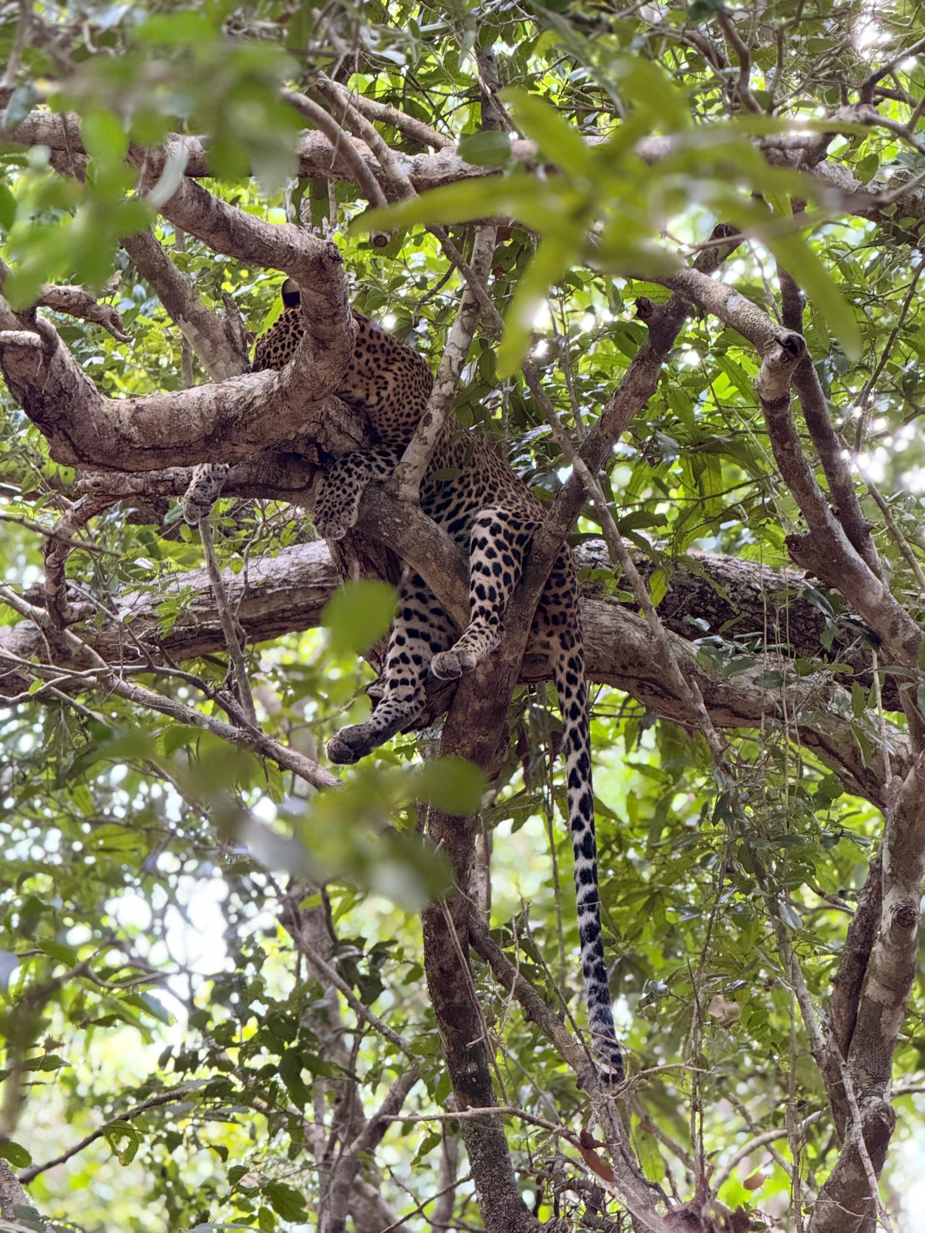Leopard resting on a tree branch in Yala National Park