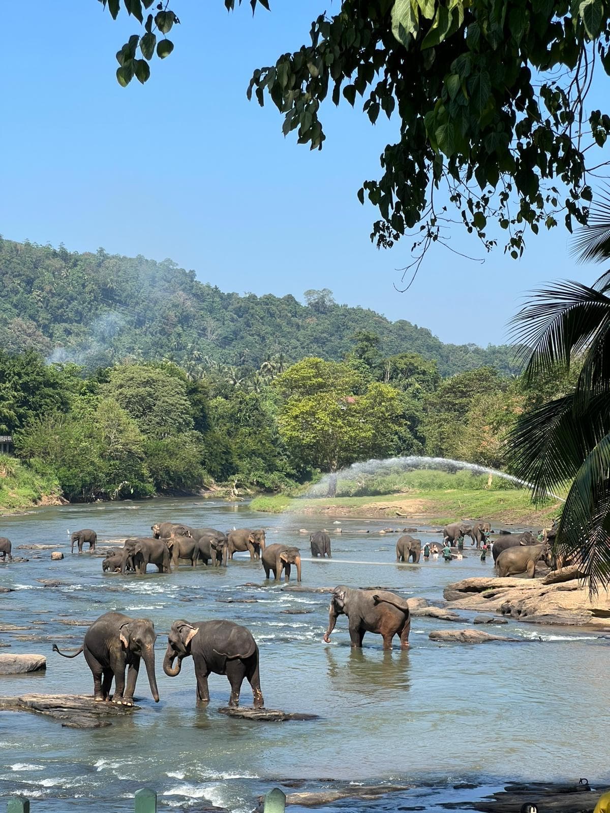 Elephant herd bathing in the river at Minneriya