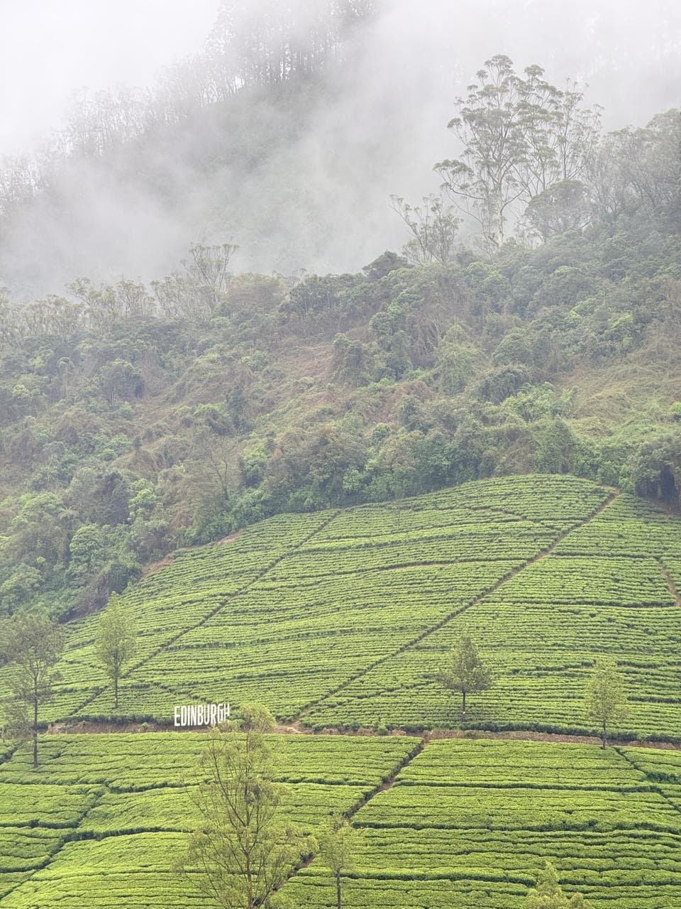 Edinburgh tea estate on a misty hillside