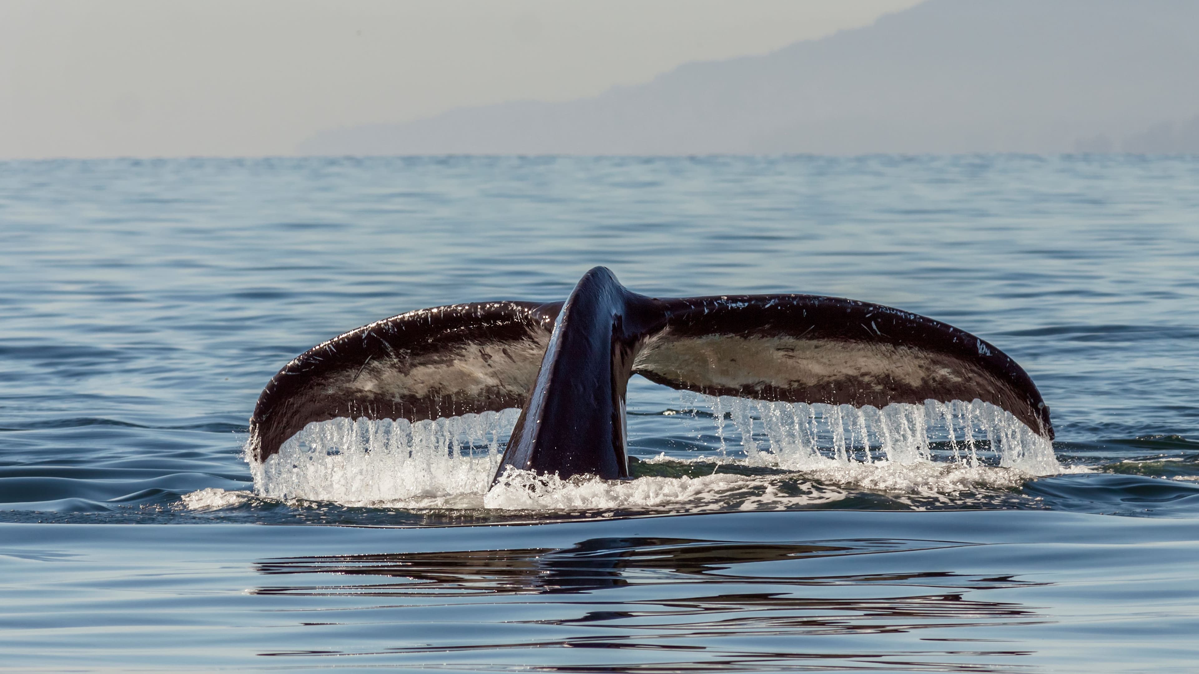 Whale tail breaking the surface off Mirissa