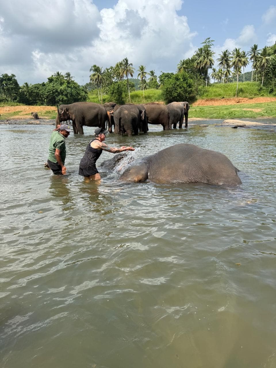 Elephants bathing in the river near the park