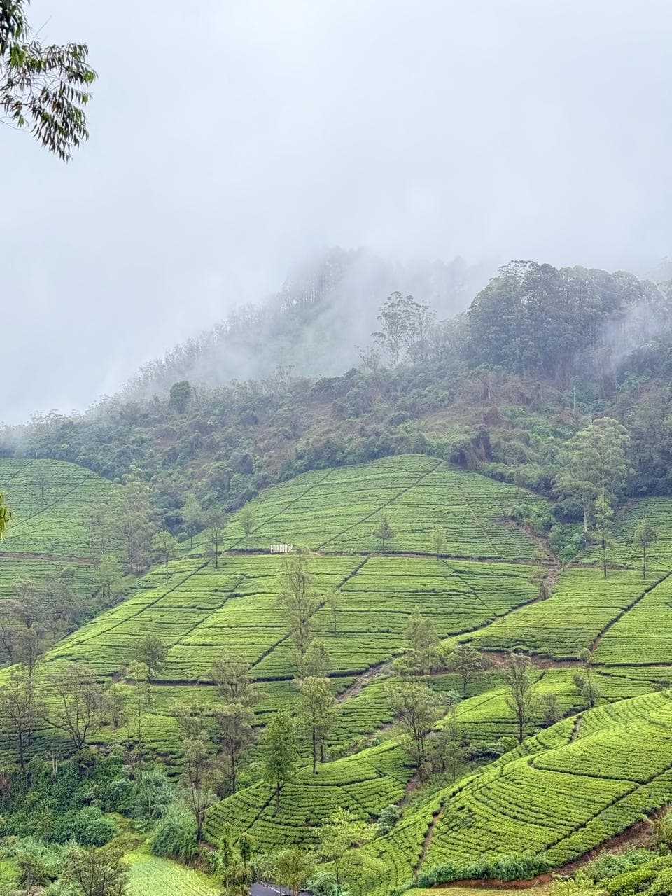 Misty tea plantations rolling through Sri Lanka's central highlands