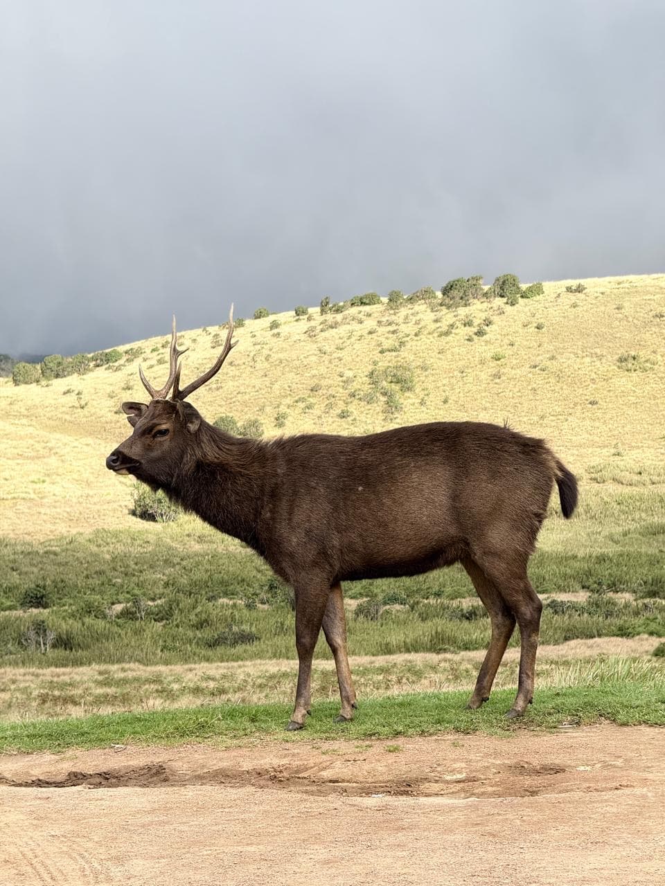 Sambar deer with antlers on a grassy hillside