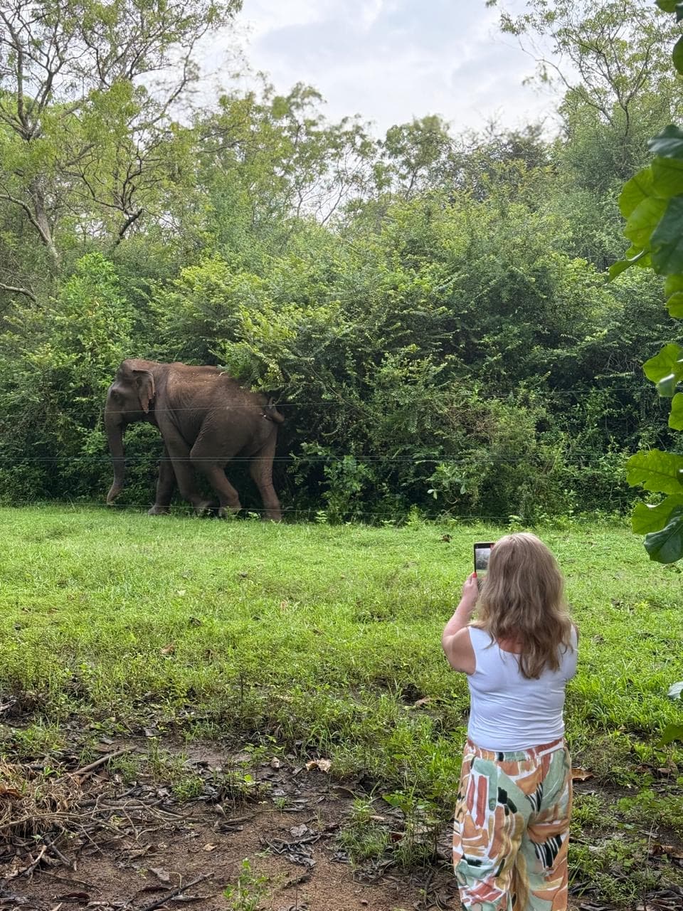 Traveller photographing a wild elephant on safari